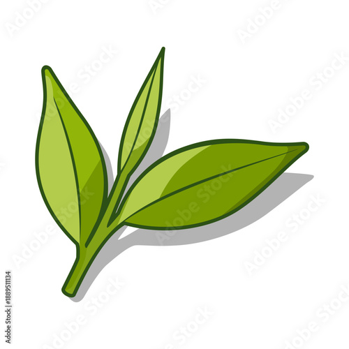 Green or black tea leaves, botanical plant illustration design. Leaf Vector Illustration.