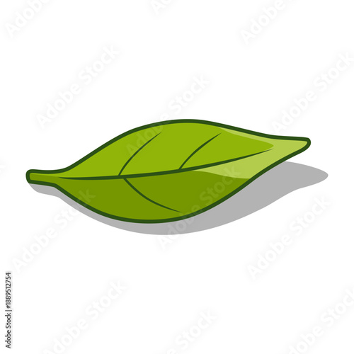 Green or black tea leaves, botanical plant illustration design. Leaf Vector Illustration.