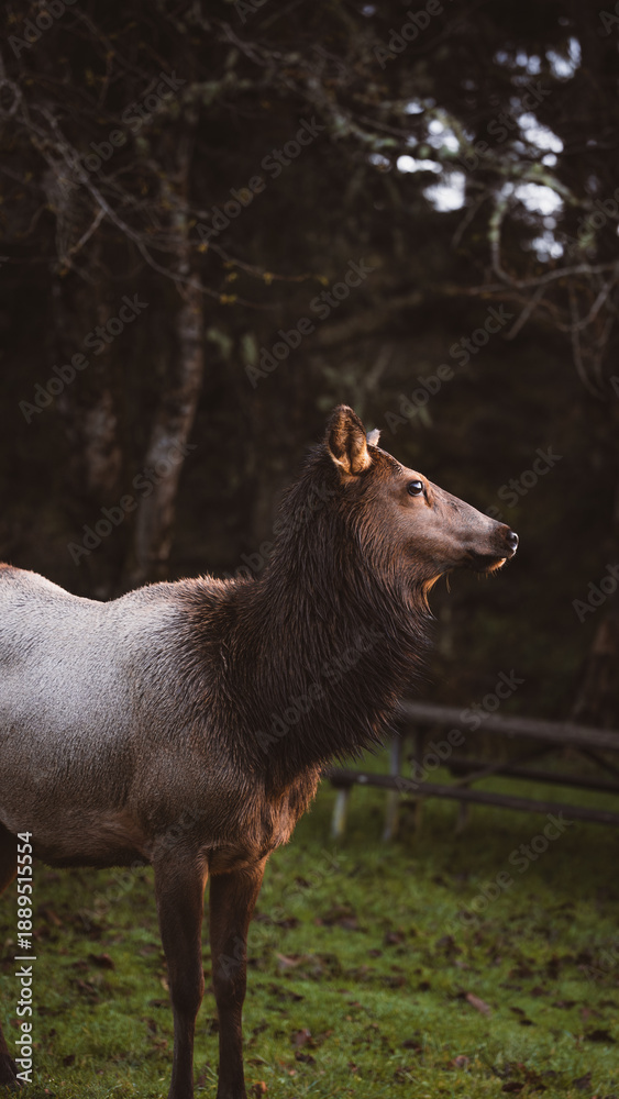 Fototapeta premium Deer