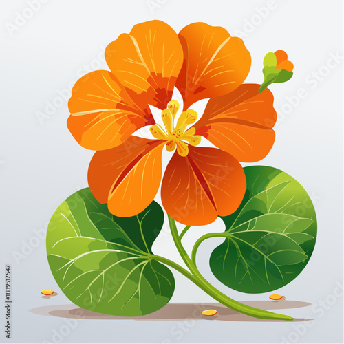 Foto Orange nasturtium flower with green leaves