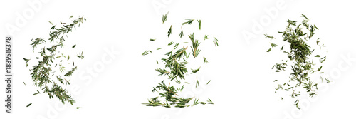 Rosemary sprigs and leaves falling isolated on a transparent background