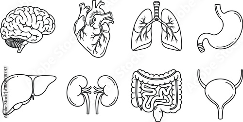 Hand drawn human internal organs icons set including brain heart lungs stomach liver kidneys intestines bladder medical anatomy illustration