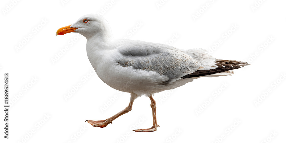 Fototapeta premium White Seagull Walking with Orange Beak isolated on a transparent background