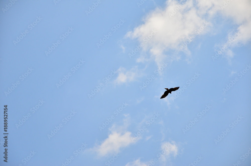 Fototapeta premium 空を背景に遠くを羽を広げて鳥1羽が飛んでいる姿
