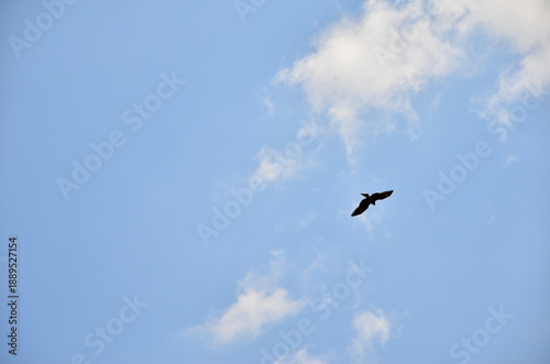 空を背景に遠くを羽を広げて鳥1羽が飛んでいる姿