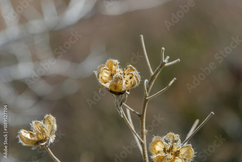Canvastavla 枯れて美しく残る酔芙蓉の種殻と冬の自然の造形美