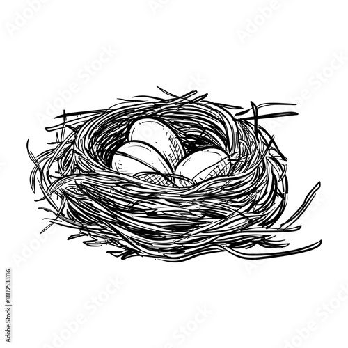 birds nest with eggs vector line art hand drawn illustration