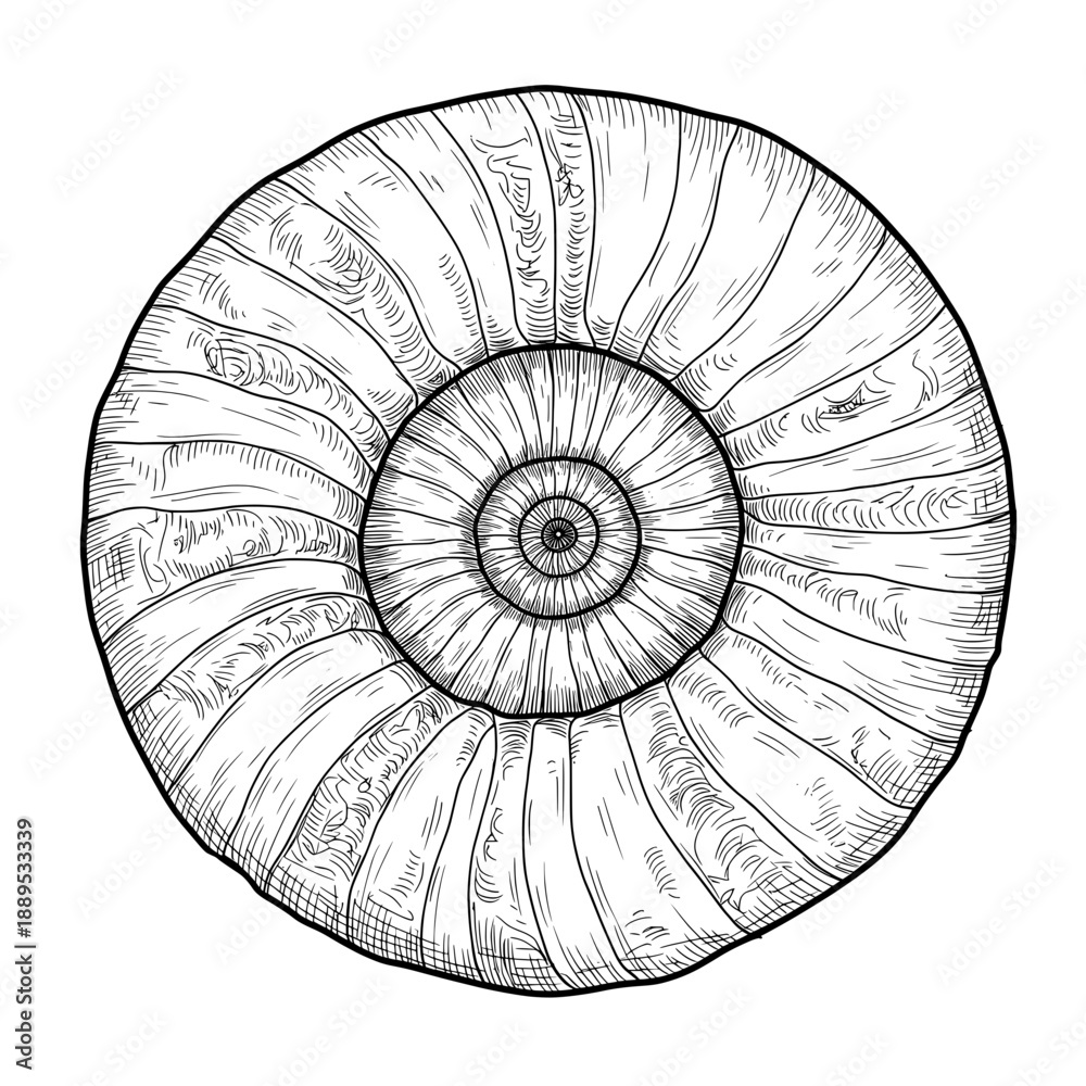 Obraz premium Concentric, black and white illustration with a round, shelled motif
