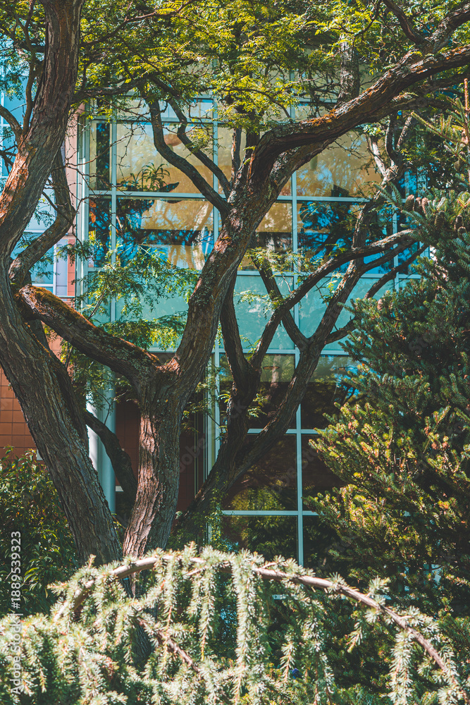 Fototapeta premium tree in the park