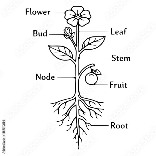 Plant anatomy diagram with labeled parts illustration