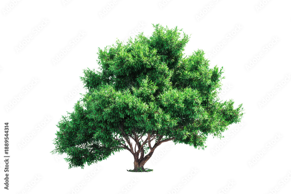 Fototapeta premium Lush green deciduous tree with dense foliage and textured bark on black background leaves branches
