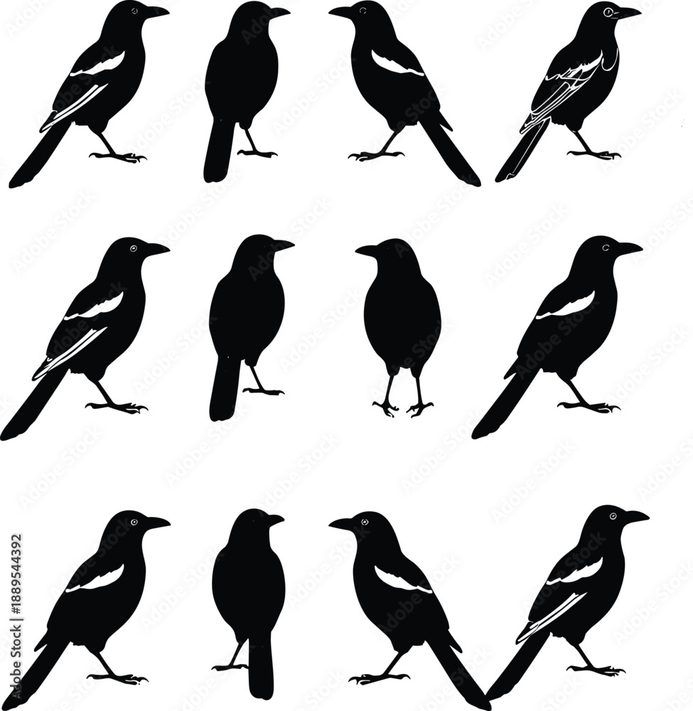 Naklejka premium Set of black bird silhouettes in different standing poses, minimal wildlife shapes, decorative nature vector illustration
