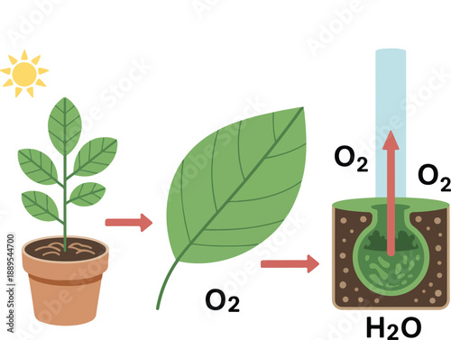 Photosynthesis Diagram Illustration Set Plant and Oxygen Exchange