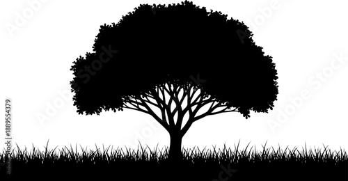 Broad canopy tree silhouette standing in a field of tall grass