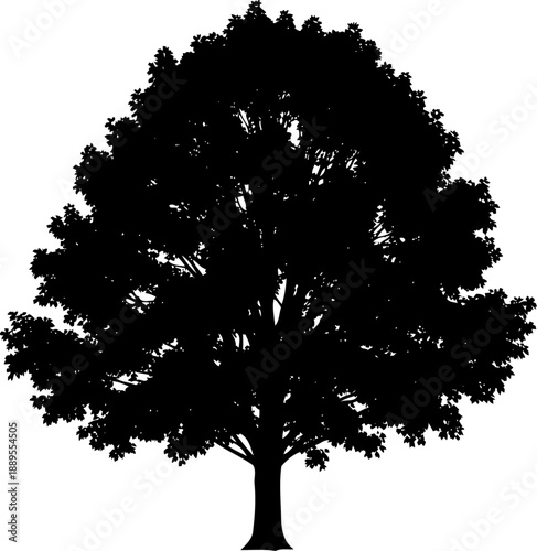 Broad leafed oak tree silhouette featuring a wide spreading crown