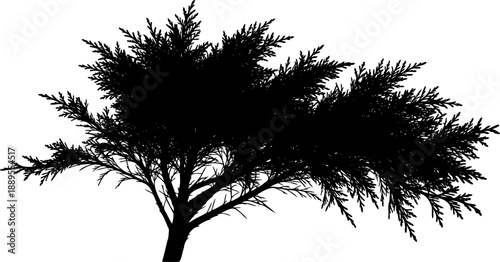 Bushy evergreen shrub silhouette with feathery branches