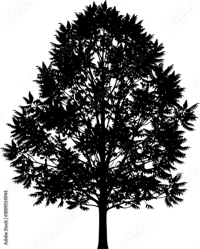 Detailed deciduous tree foliage silhouette with branches