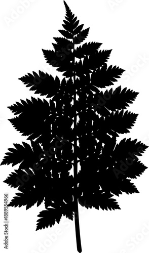 Wallpaper Mural Detailed fern leaf plant silhouette botanical illustration Torontodigital.ca
