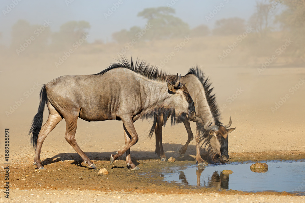 Fototapeta premium Two blue wildebeest (Connochaetes taurinus) in dust at a waterhole, Kalahari desert, South Africa