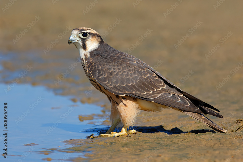 Fototapeta premium A lanner falcon (Falco biarmicus) at a waterhole, Kalahari desert, South Africa