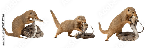 Photography Set of wild mongoose predators fighting and hunting a venomous cobra snake isolated on white background