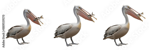 Foto Set of large white pelicans catching and holding fish in their beaks isolated on white background