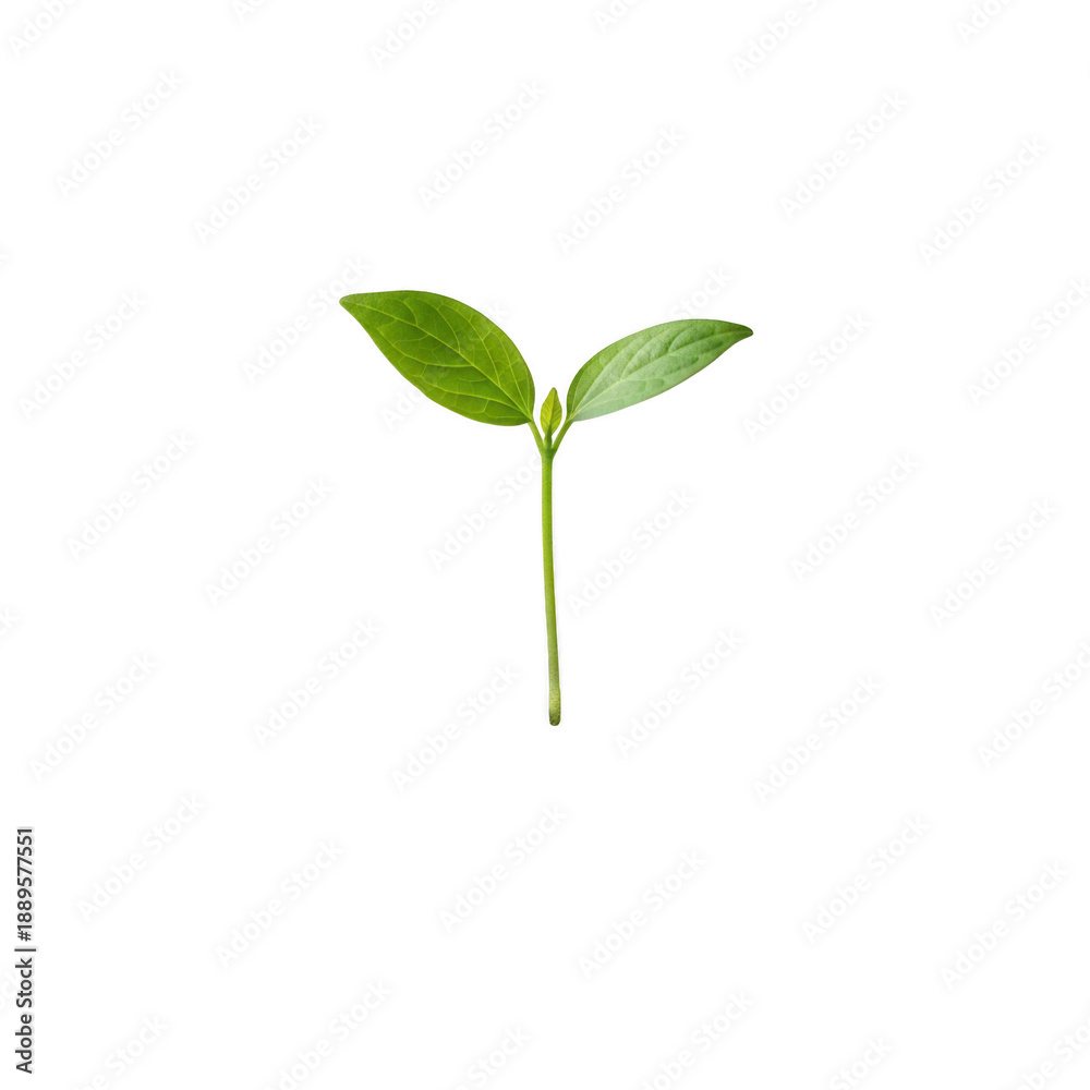 Obraz premium Emerging plant sprout isolated on white background