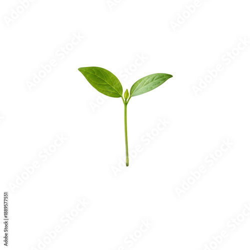 Emerging plant sprout isolated on white background