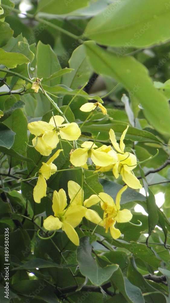 Obraz premium Khoun Flower