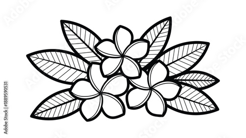 A black and white illustration of plumeria flowers and leaves