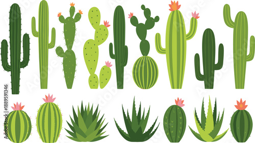 Cactus and succulent plants vector illustration set with various desert species, green flat botanical collection for nature, gardening, decor, and eco themed design projects