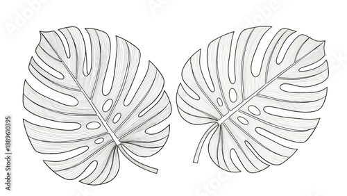 Hand drawn monstera deliciosa leaves in a detailed linear engraving style isolated on a plain white background for tropical botanical designs.
