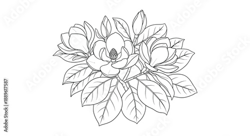 A delicate botanical illustration of a magnolia flower with detailed petals and leaves rendered in monochrome high quality