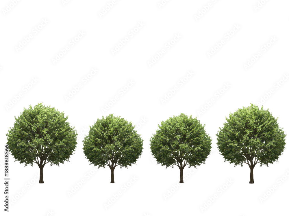 Obraz premium Set of four green deciduous trees with lush foliage, standing in a row on a transparent background