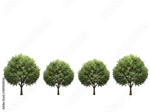 Set of four green deciduous trees with lush foliage, standing in a row on a transparent background
