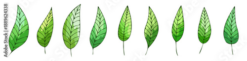 Leaves isolated on a white background, spring vector illustration