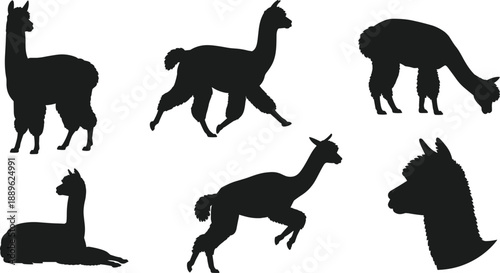 Set of black and white silhouettes featuring cute llama or alpaca animals standing, running, grazing, and sitting in simple flat vector style.