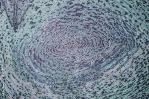 Macro thin section of unique tinguaite from Khibiny. Polished surface shows violet aegirine zones, light green nepheline matrix, lilac fluorite, and rare spotted-bubbly texture. Field of view 15 mm