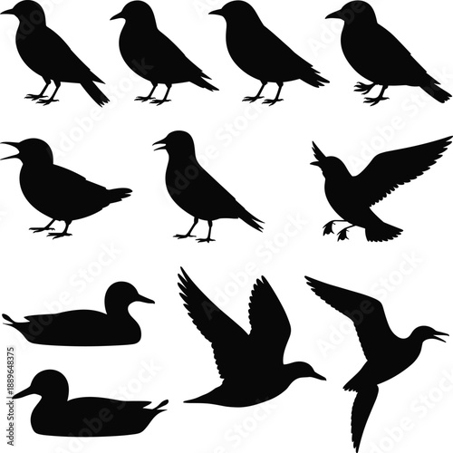 Bird and duck silhouette set showing standing flying swimming poses, minimalist avian wildlife vector icons collection isolated on white background