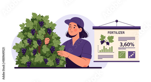 Woman harvesting blackcurrants from a bush analyzing fertilizer data for optimal growth.