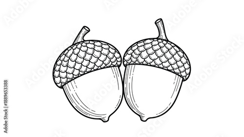 Detailed vintage style drawing of two acorns with textured caps and smooth bodies shown side by side in minimalist line art style.