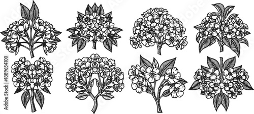 set of vintage black and white hydrangea flower branches with leaves and blossoms cluster illustrations