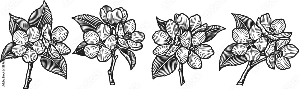 Fototapeta premium hand drawn jasmine flowers with leaves in vintage engraving style, botanical floral design elements
