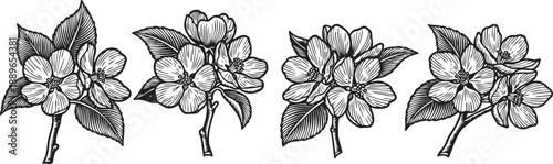 hand drawn jasmine flowers with leaves in vintage engraving style, botanical floral design elements