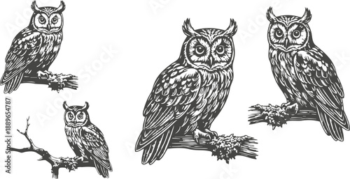 detailed black and white owl illustrations perched on branches in vintage engraving