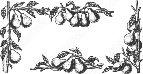 Hand drawn pear branches with ripe fruits and leaves in vintage frame set