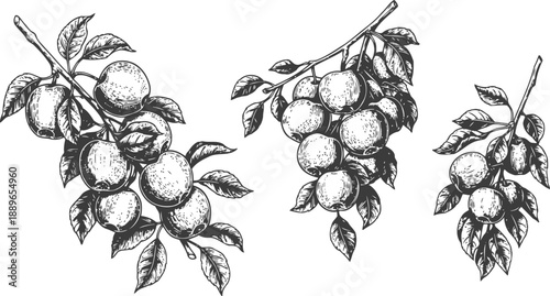 Three botanical sketches of plum branches with ripe fruit and leaves in vintage ink