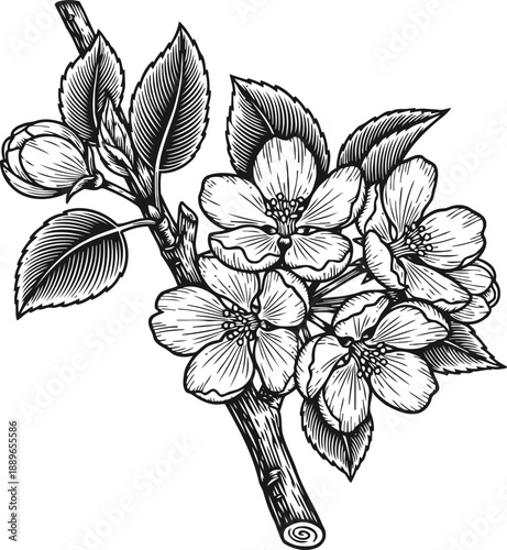 Detailed hand drawn apple blossom branch with flowers and leaves in black and white line art