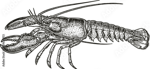 Detailed vintage illustration of a lobster with claws and long antennae, marine crustacean anatomy drawing