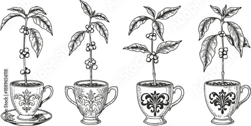 Coffee plants growing in ornate vintage cups with saucers hand drawn botanical illustration of young coffee tree seedlings with leaves and berries